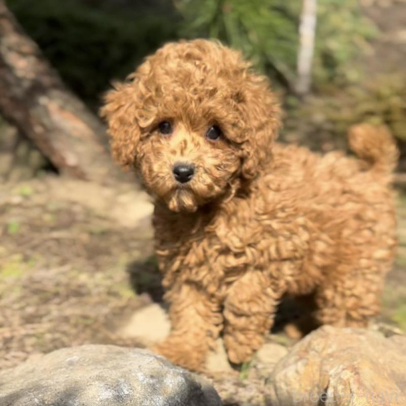 販売中の群馬県のトイプードル-428497の6枚目