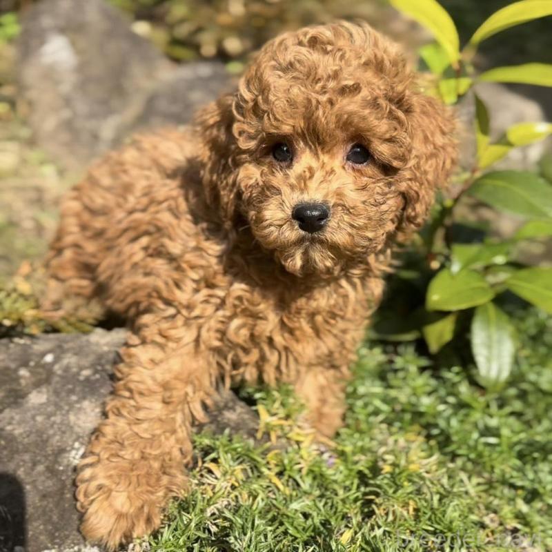 販売中の群馬県のトイプードル-428497の5枚目