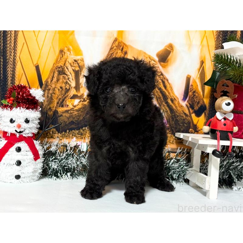 販売中の秋田県のタイニープードル-428499