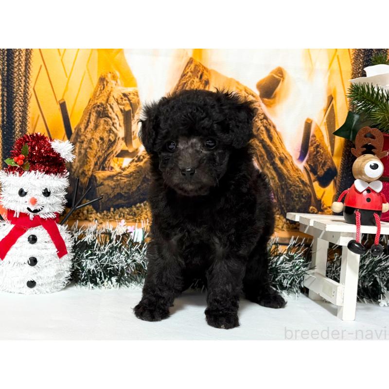 販売中の秋田県のタイニープードル-428499の5枚目