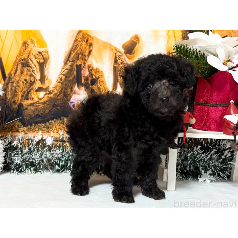 販売中の秋田県のタイニープードル-428499の4枚目