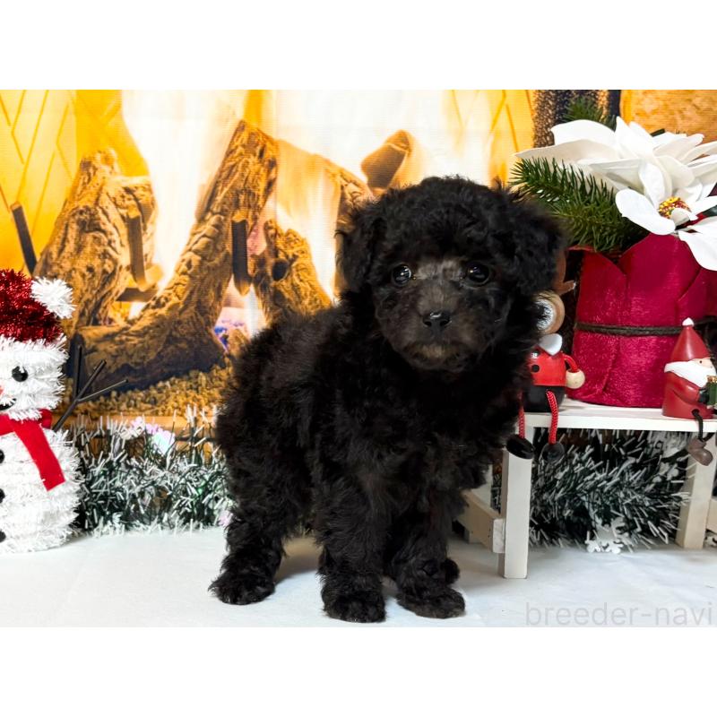 販売中の秋田県のタイニープードル-428499の3枚目