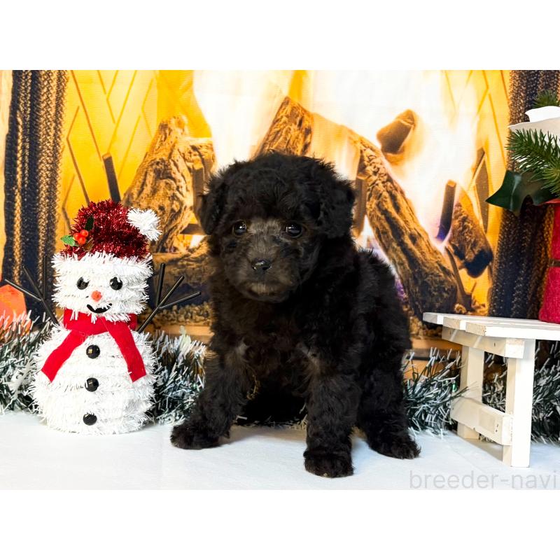 販売中の秋田県のタイニープードル-428499の2枚目