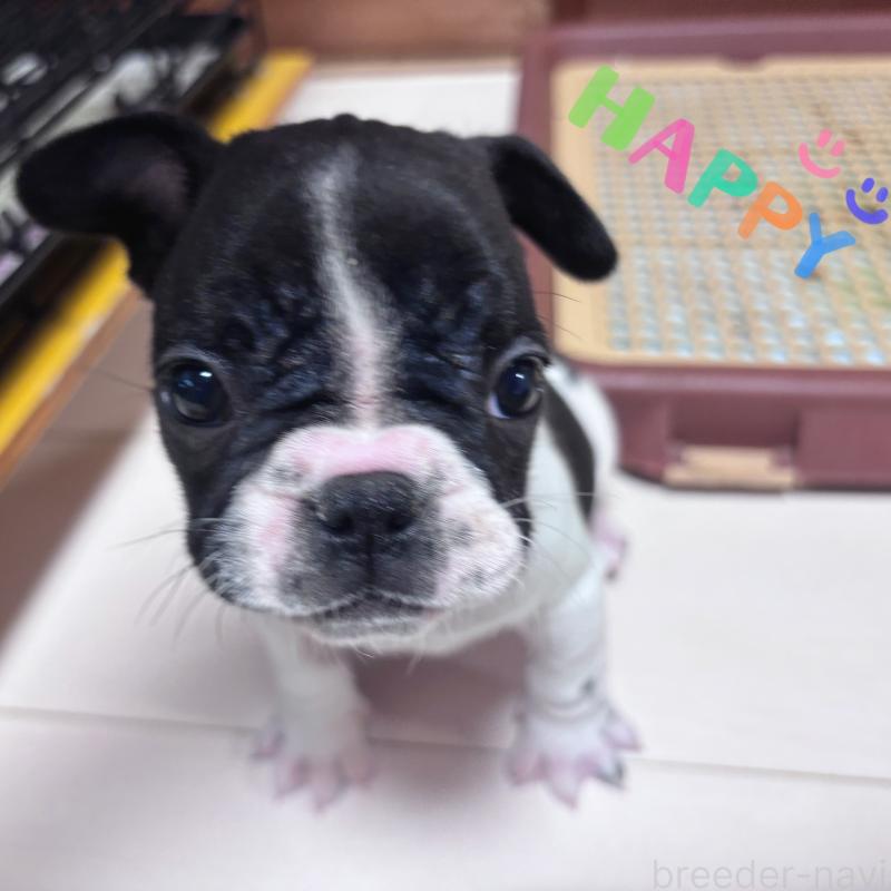 販売中の三重県のフレンチブルドッグ-423209