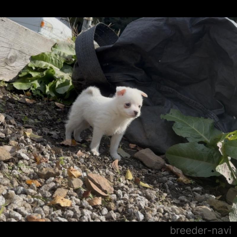 販売中の群馬県のポメチワ:ポメラニアン×チワワ-428434の10枚目