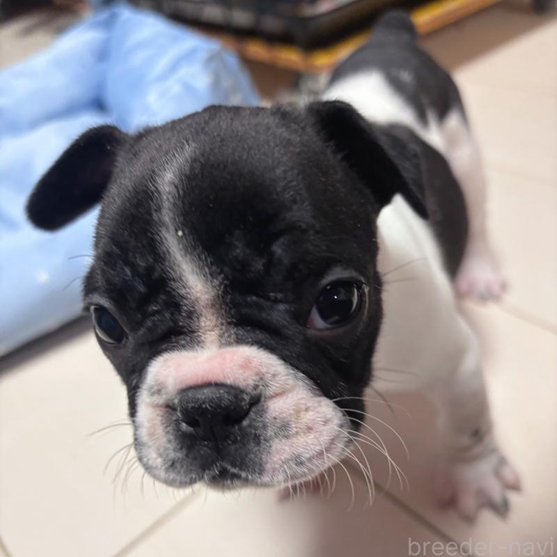成約済の三重県のフレンチブルドッグ-423209の5枚目