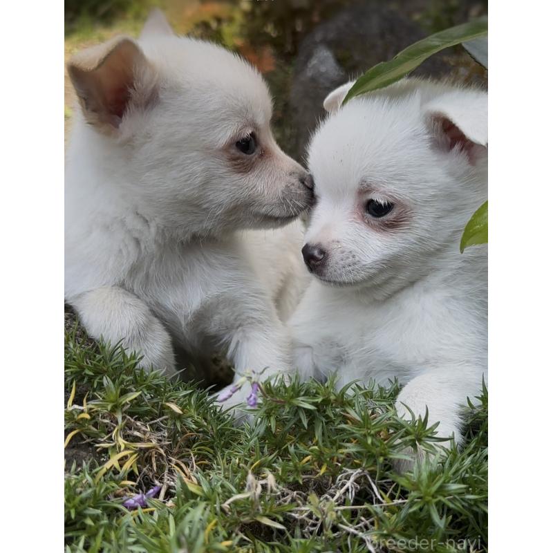 販売中の群馬県のポメチワ:ポメラニアン×チワワ-428434の9枚目