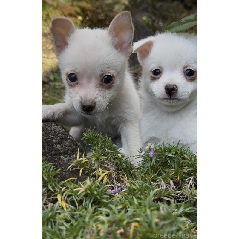 販売中の群馬県のポメチワ:ポメラニアン×チワワ-428434の7枚目