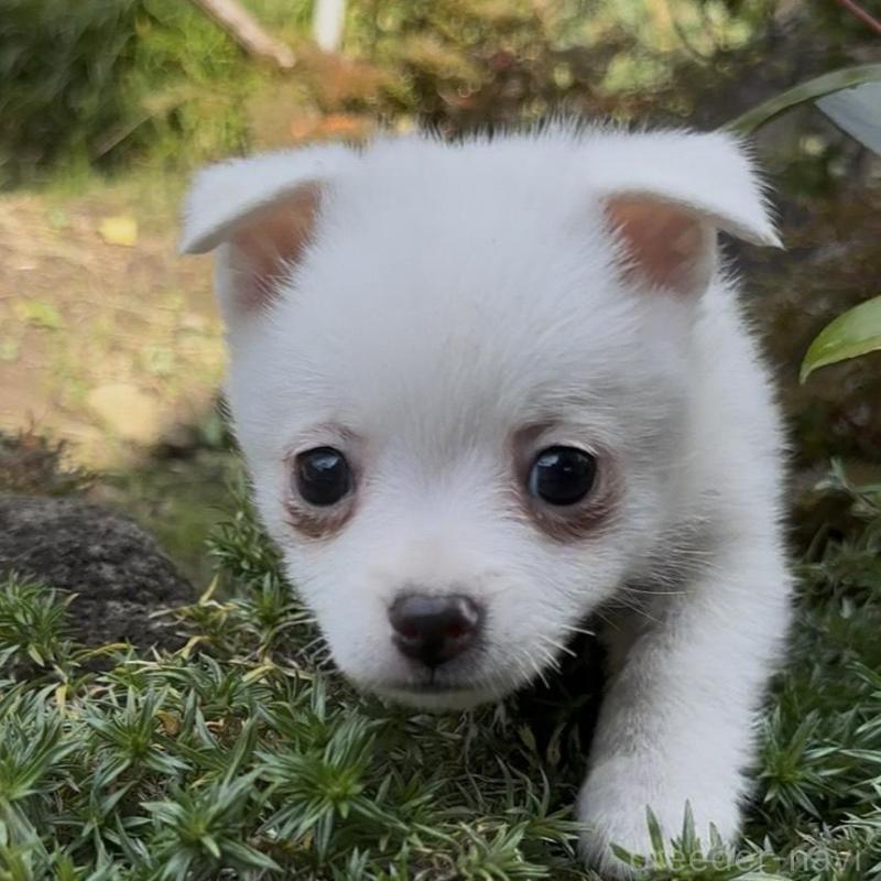 販売中の群馬県のポメチワ:ポメラニアン×チワワ-428434の6枚目