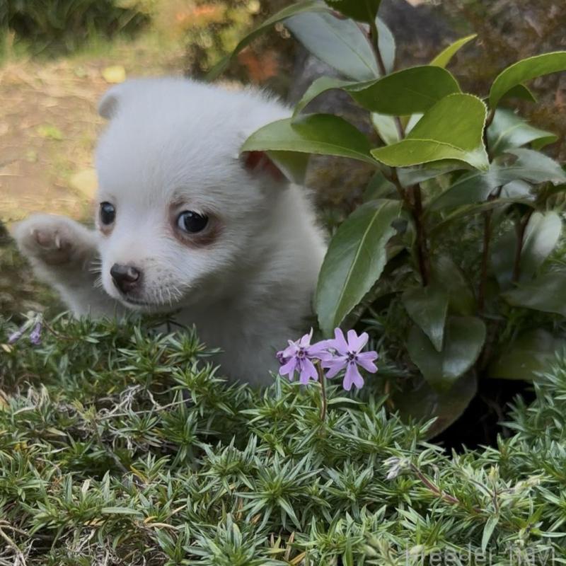 販売中の群馬県のポメチワ:ポメラニアン×チワワ-428434の5枚目