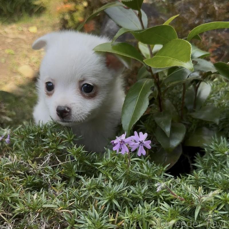 販売中の群馬県のポメチワ:ポメラニアン×チワワ-428434の4枚目