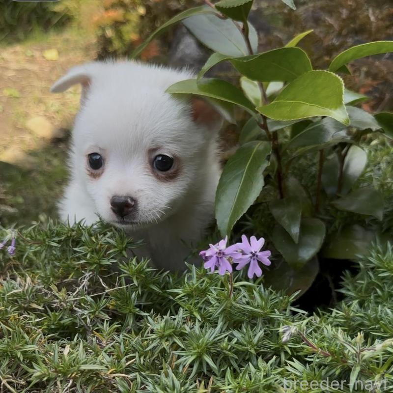 販売中の群馬県のポメチワ:ポメラニアン×チワワ-428434の3枚目