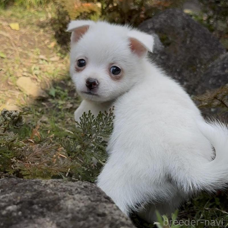 販売中の群馬県のポメチワ:ポメラニアン×チワワ-428434