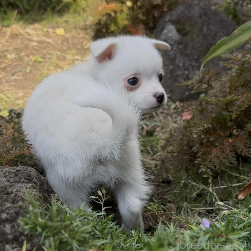 販売中の群馬県のポメチワ:ポメラニアン×チワワ-428434の2枚目