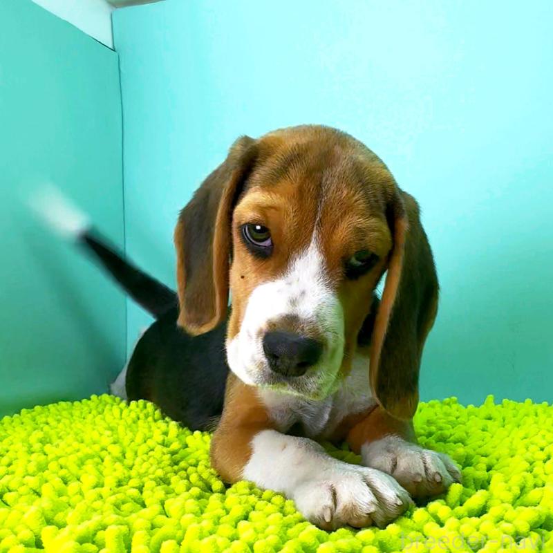 販売中の栃木県のビーグル-426913の11枚目