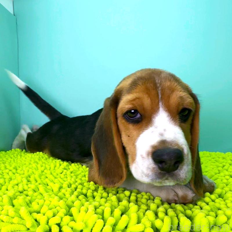 販売中の栃木県のビーグル-426913