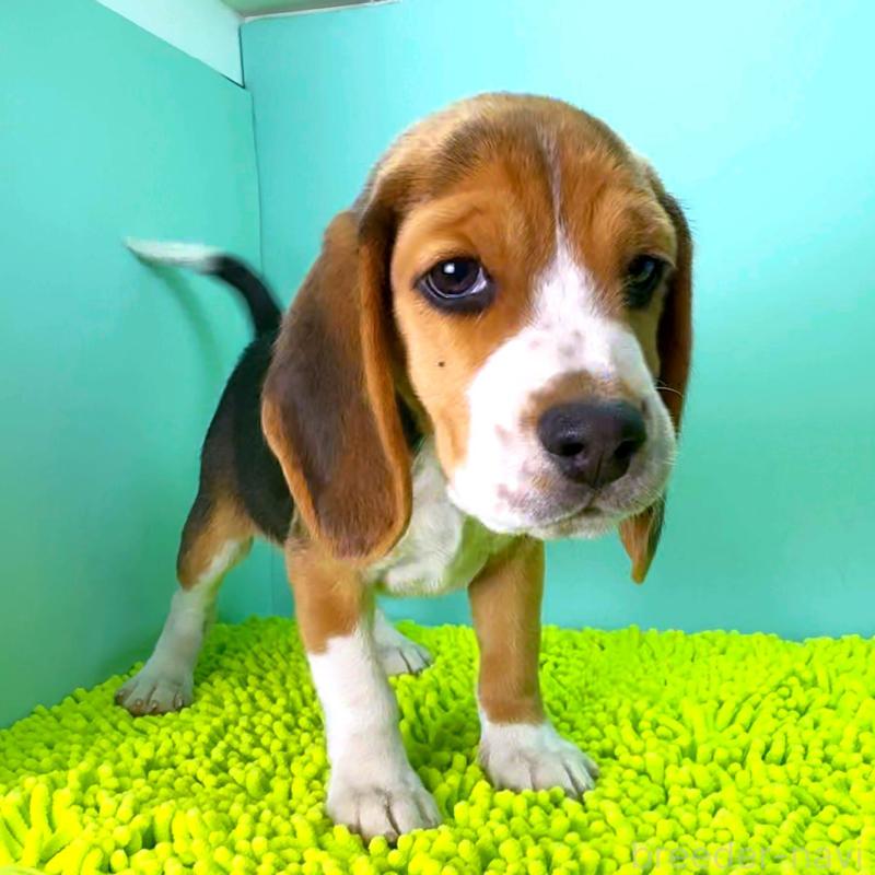 販売中の栃木県のビーグル-426913の8枚目