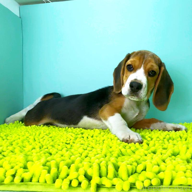 販売中の栃木県のビーグル-426913の6枚目