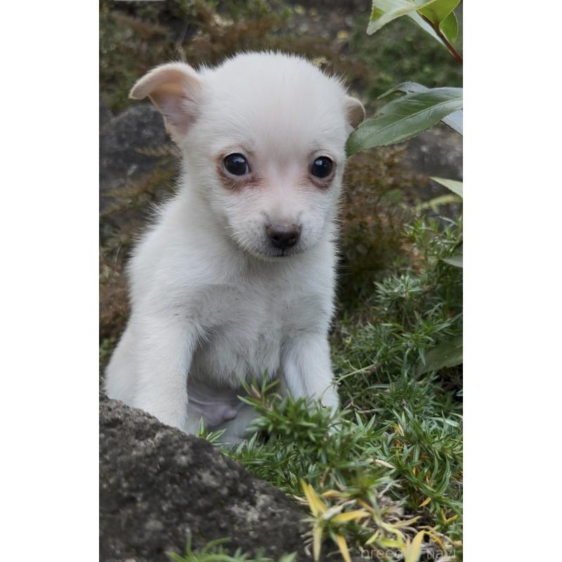 販売中の群馬県のポメチワ:ポメラニアン×チワワ-428501の9枚目