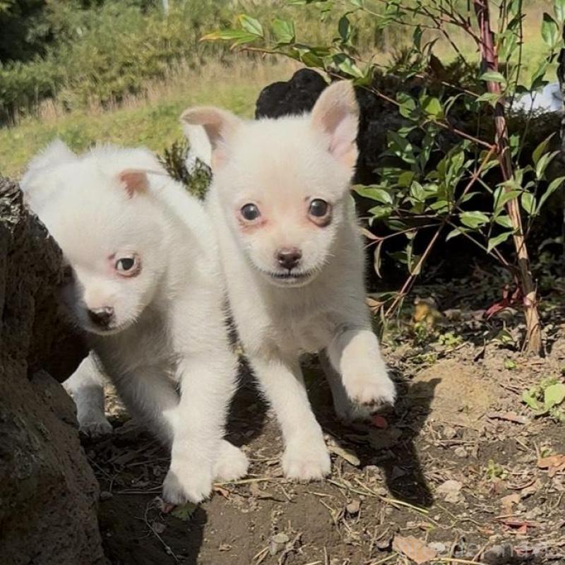 販売中の群馬県のポメチワ:ポメラニアン×チワワ-428501の8枚目