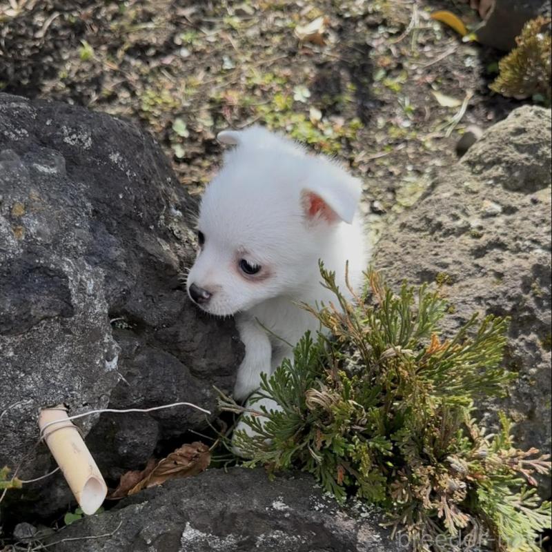 販売中の群馬県のポメチワ:ポメラニアン×チワワ-428501の7枚目