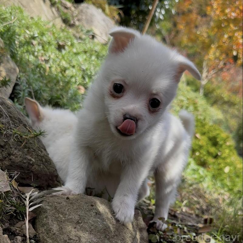 販売中の群馬県のポメチワ:ポメラニアン×チワワ-428501の6枚目