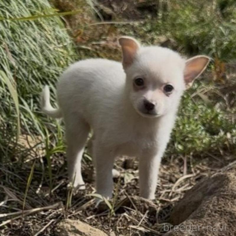 販売中の群馬県のポメチワ:ポメラニアン×チワワ-428501の1枚目