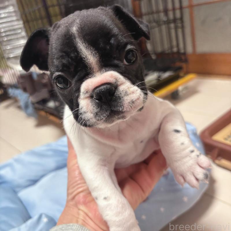 成約済の三重県のフレンチブルドッグ-423209の4枚目