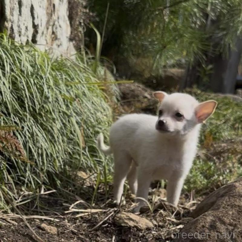 販売中の群馬県のポメチワ:ポメラニアン×チワワ-428501の5枚目