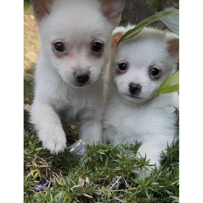 販売中の群馬県のポメチワ:ポメラニアン×チワワ-428501の4枚目