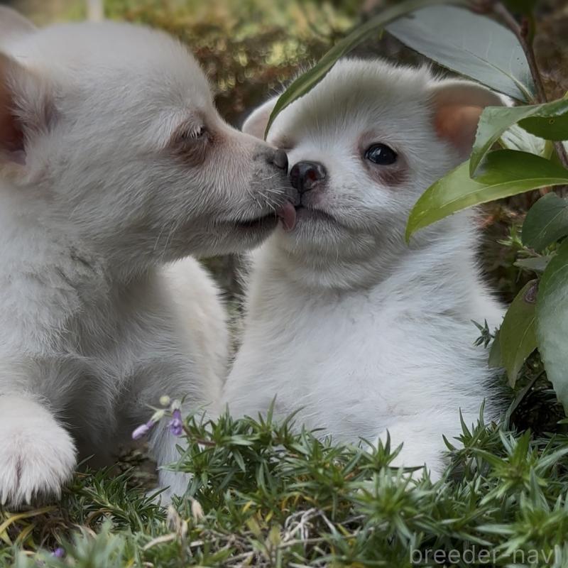 販売中の群馬県のポメチワ:ポメラニアン×チワワ-428501の2枚目