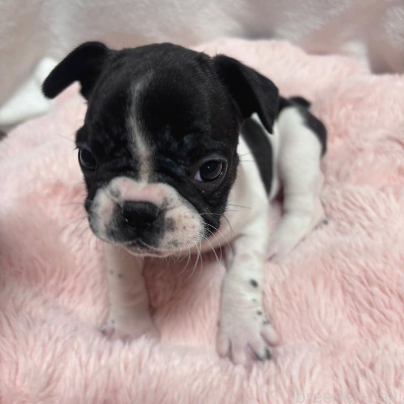 成約済の三重県のフレンチブルドッグ-423209の3枚目