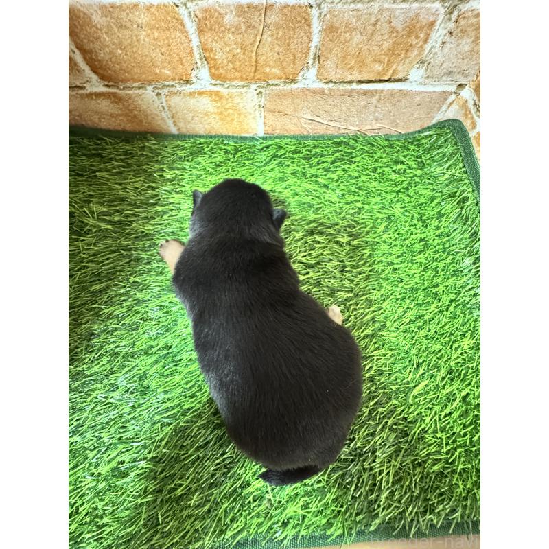 販売中の茨城県のミックス犬-428503の4枚目