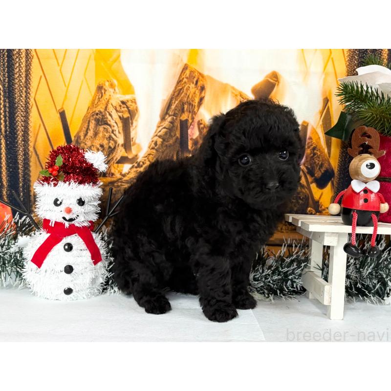 販売中の秋田県のタイニープードル-428502の5枚目