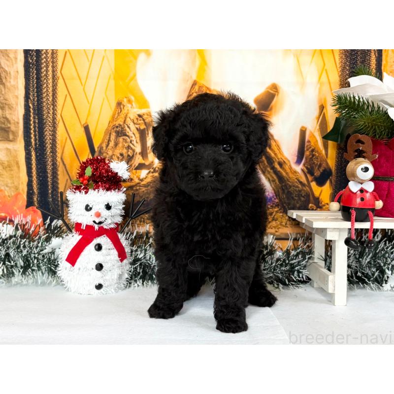 販売中の秋田県のタイニープードル-428502の4枚目