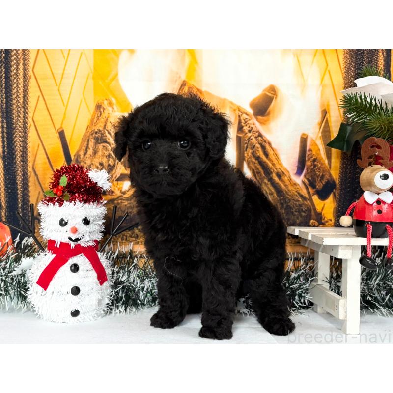 販売中の秋田県のタイニープードル-428502の3枚目