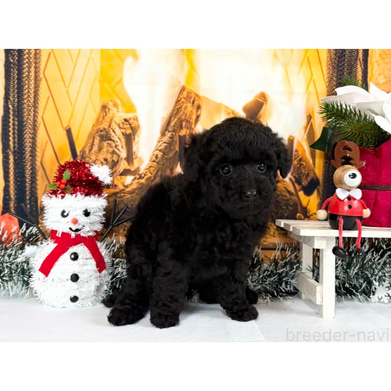 販売中の秋田県のタイニープードル-428502の2枚目