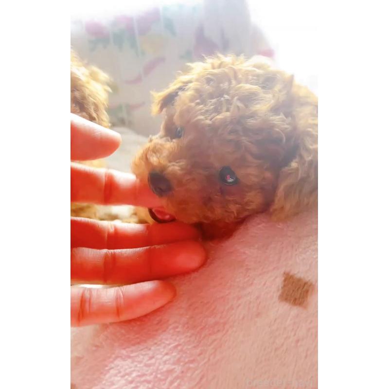販売中の千葉県のトイプードル-420336の5枚目
