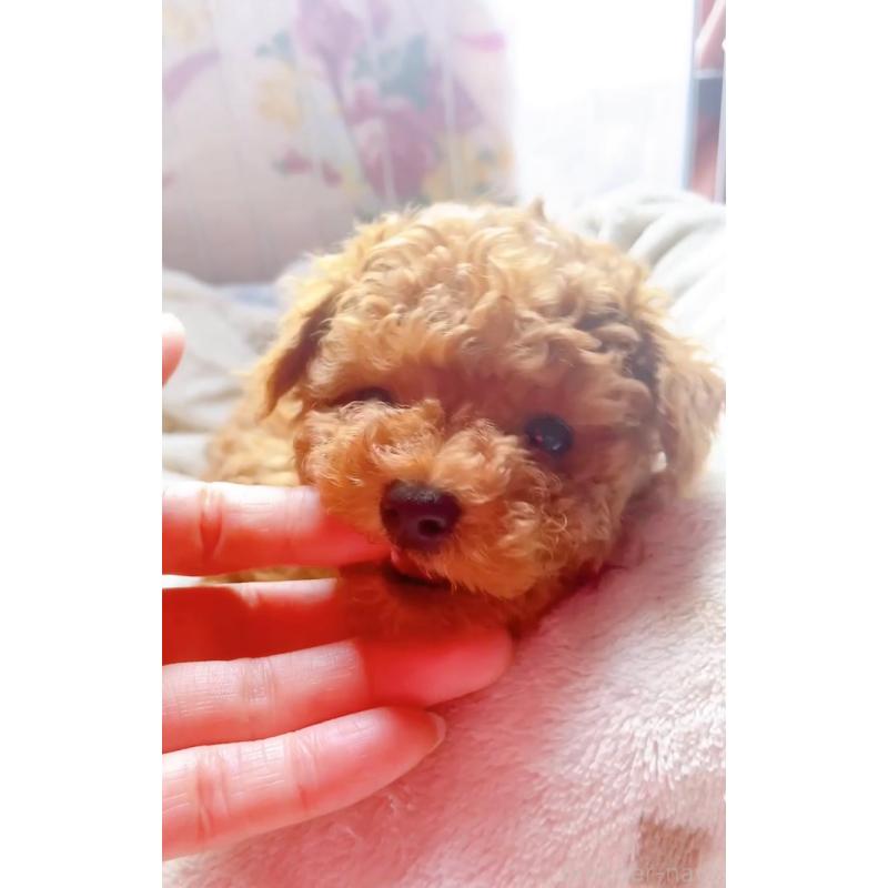 販売中の千葉県のトイプードル-420336の4枚目