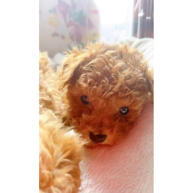 販売中の千葉県のトイプードル-420336の3枚目