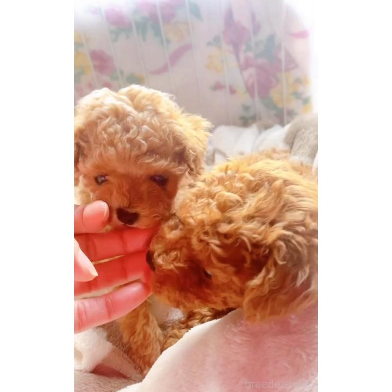 販売中の千葉県のトイプードル-420336の2枚目