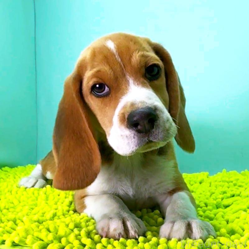 販売中の栃木県のビーグル-426911