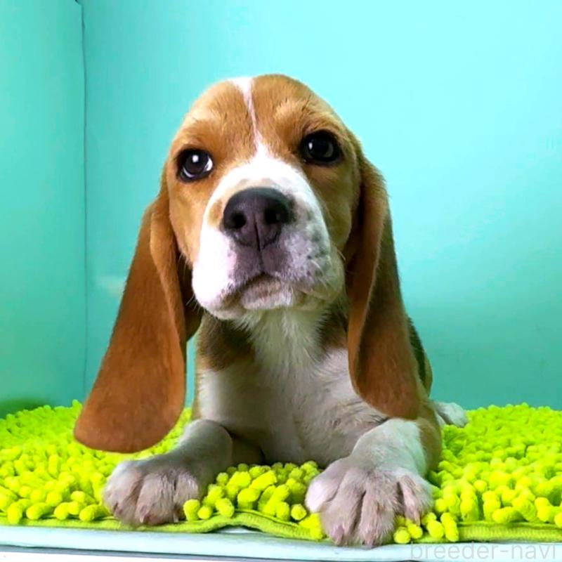 成約済の栃木県のビーグル-426911の3枚目