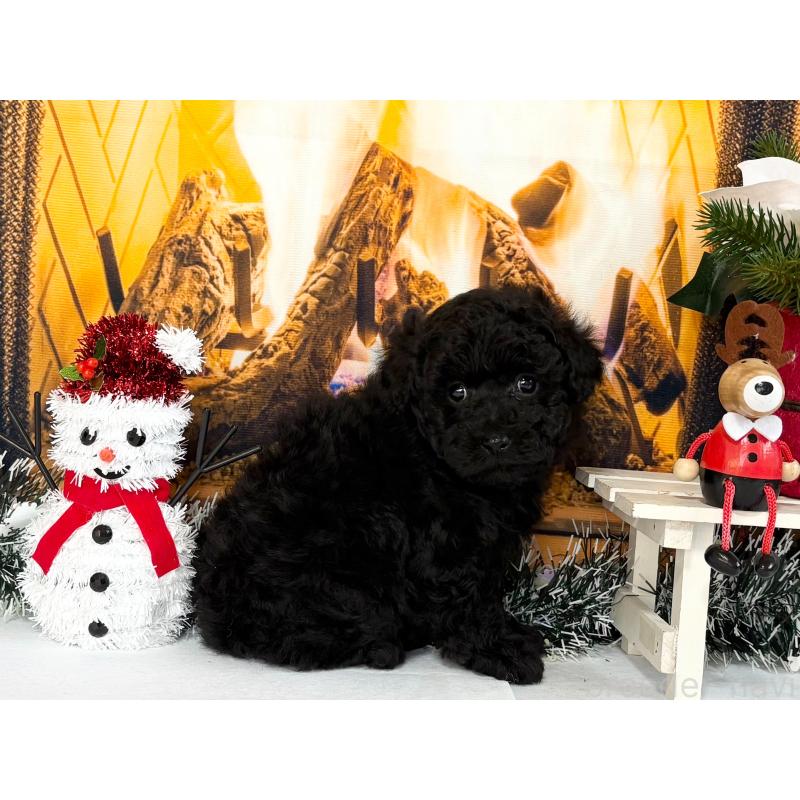 販売中の秋田県のトイプードル-428506の5枚目