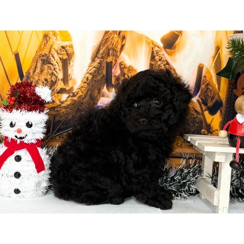 販売中の秋田県のトイプードル-428506の4枚目