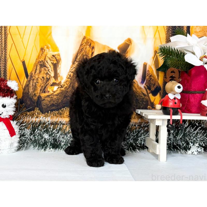 販売中の秋田県のトイプードル-428506