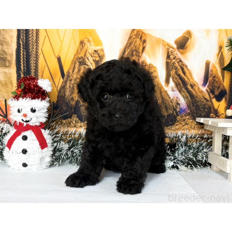 販売中の秋田県のトイプードル-428506の3枚目