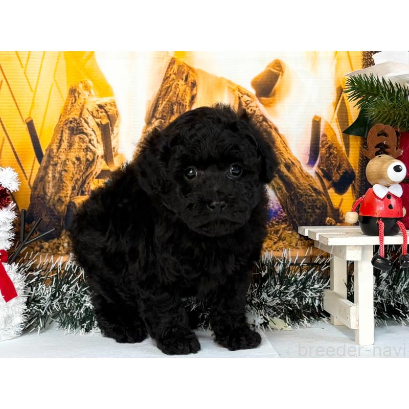 販売中の秋田県のトイプードル-428506の2枚目