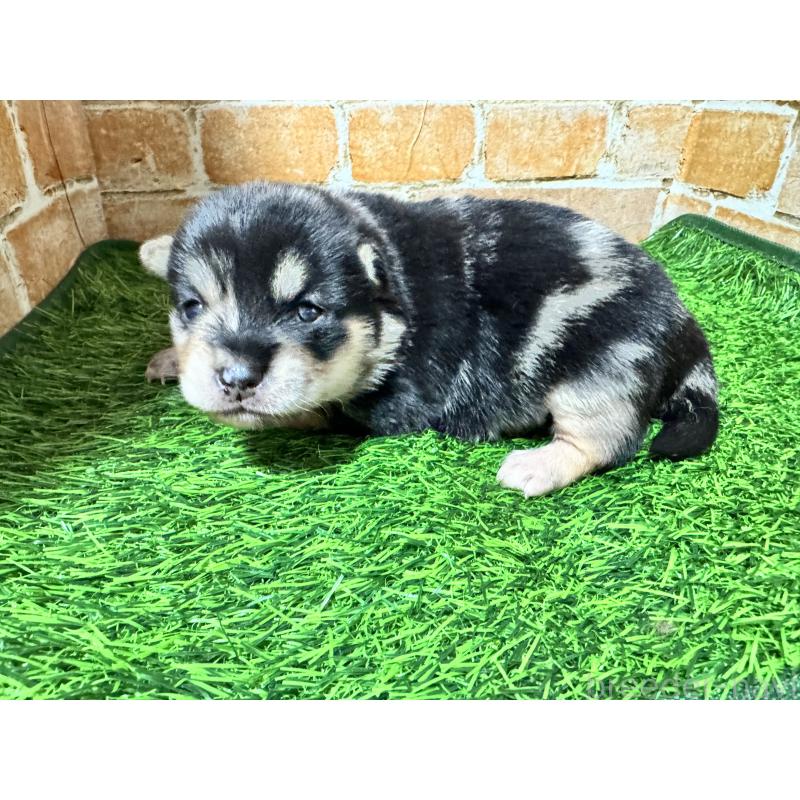 販売中の茨城県のミックス犬-428510の5枚目