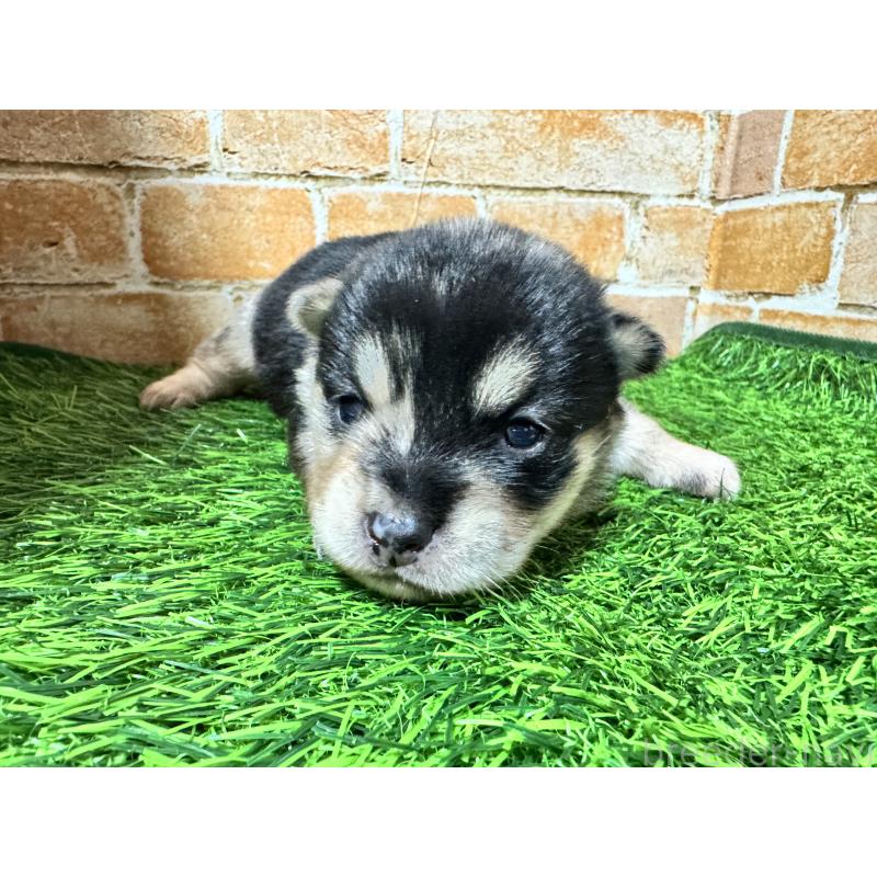 販売中の茨城県のミックス犬-428510の4枚目